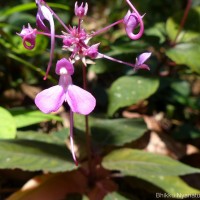 Impatiens arnottii Thwaites